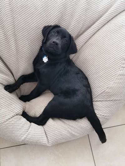 Labradorfans-Beitrag-Bild