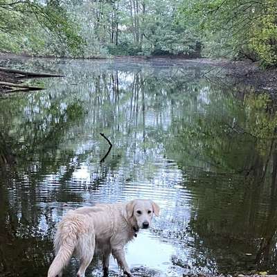 Hundetreffen-Gemeinsame Hunderunde-Bild