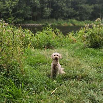 Hundetreffen-Gassirunde-Bild