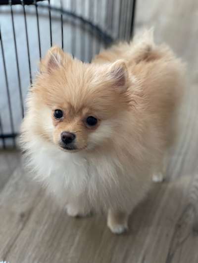 Pomeranian-Beitrag-Bild