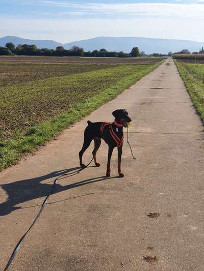 Dobermänner, allgemeine Meinung-Beitrag-Bild