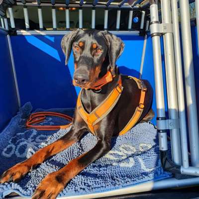 Dobermänner, allgemeine Meinung-Beitrag-Bild