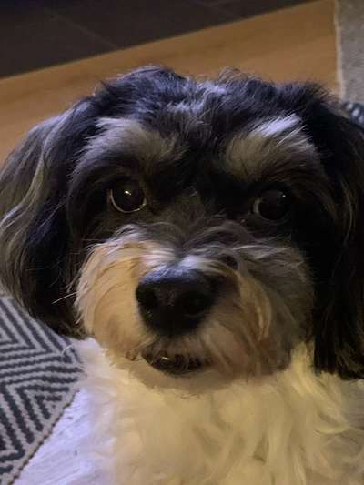 Hundetreffen-Spielgefährten für Mailow gesucht-Bild