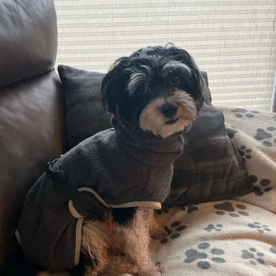 aktuelles Foto Gruppe Wurfgeschwister finden