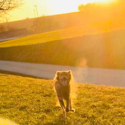 Hundetreffen-Gemeinsam zum Alltagstauglichen Hund-Bild