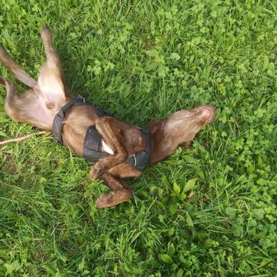 Hundetreffen-Hundegruppe Schwäbisch gmünd-Bild