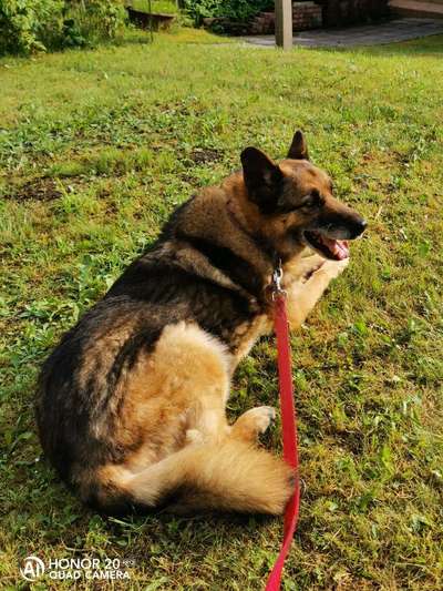 Schäferhund-Fans?-Beitrag-Bild