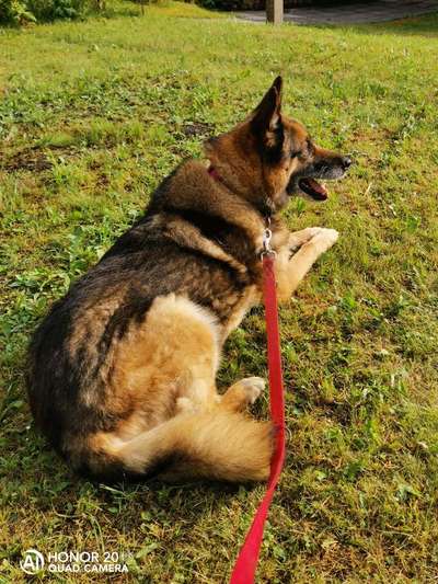 Die Dogorama Monats Challenge "Es grünt und blüht"-Beitrag-Bild