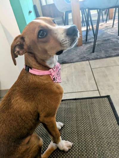 TierschutzhundeStammtisch🐕-Beitrag-Bild