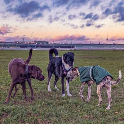 Hundetreffen-The Dog Spot-Bild