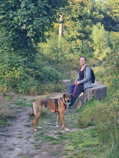 Hundetreffen-Gassitreffen-Bild