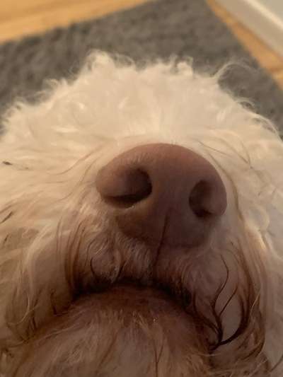 Zeigt mir die tollste Nahaufnahme von eurer Fellnase-Beitrag-Bild