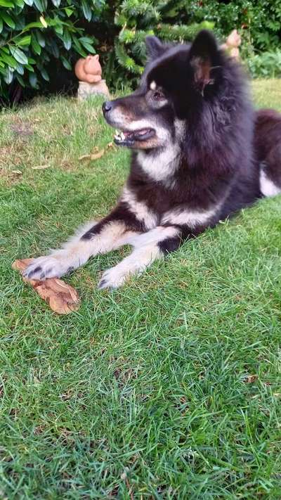 Eurasier hier?-Beitrag-Bild