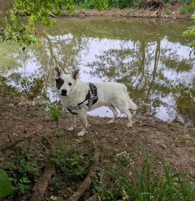 TierschutzhundeStammtisch🐕-Beitrag-Bild