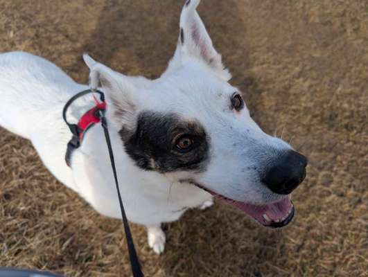 Hundetreffen-Schloss Saaleck social walk-Bild