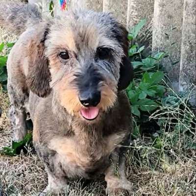Hundetreffen-Gassirunde in Bierstadt Feld/Neubaugebiet-Bild