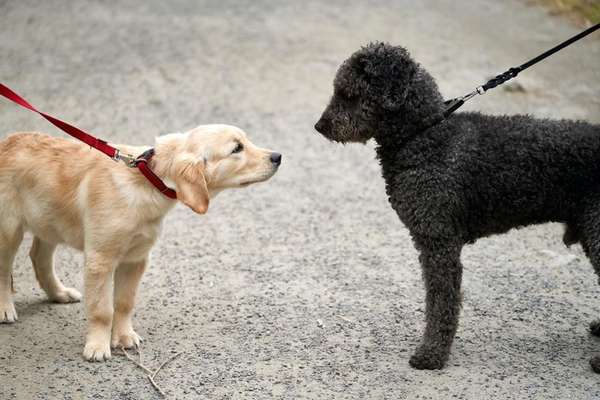 Giftköder-WS Hundebegegnungen richtig einschätzen-Bild