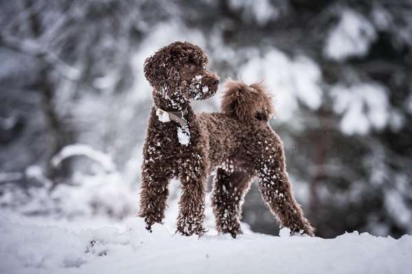 Giftköder-Erste Hilfe beim Hund-Bild