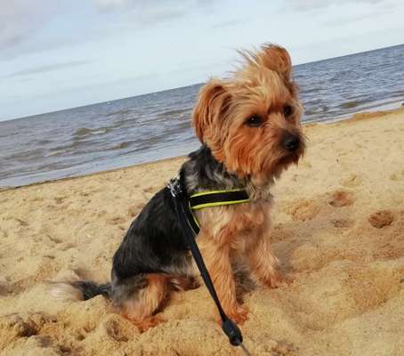 Die Dogorama Wochen Challenge: “Dein Hund im Urlaub”-Beitrag-Bild