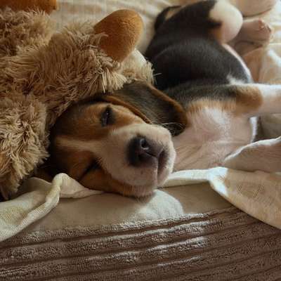 Hundetreffen-Welpentreff / Playdates-Bild