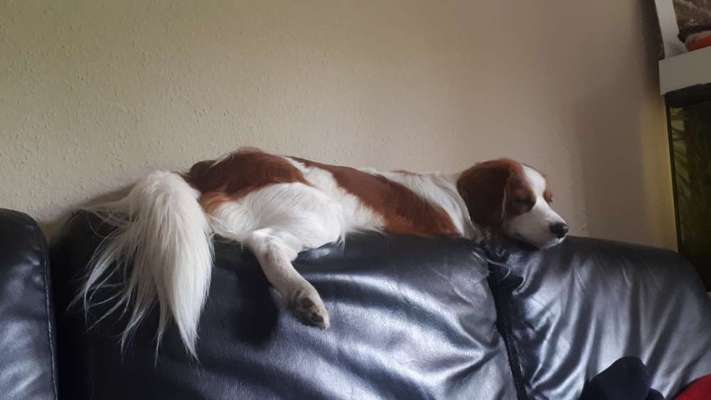 Kooikerhondje-Beitrag-Bild