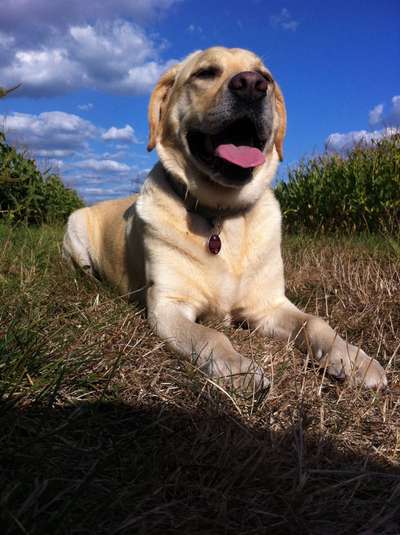 Labradorfans-Beitrag-Bild