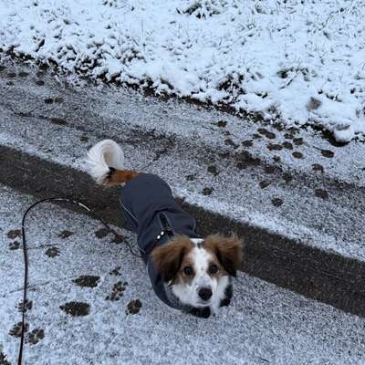 Hundetreffen-Spaziergänge /Social Walk / Training-Bild