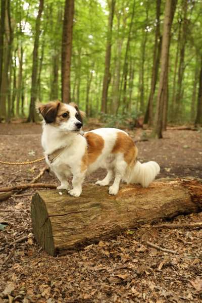 Hundetreffen-Spaziergänge und Hundefreunde-Bild