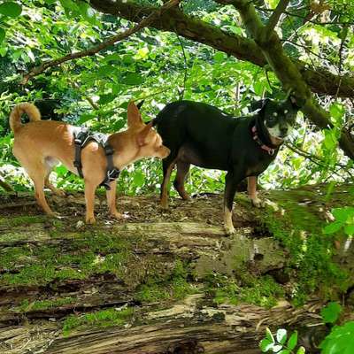 Hundetreffen-Gemütliches Gassi gehen um 14:30 an der Schanzenstraße heute um 14:30
