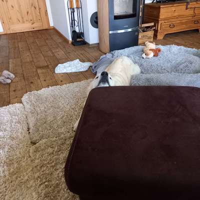 Dogorama Photo Challenge- Aufmerksamkeit bitte!-Beitrag-Bild