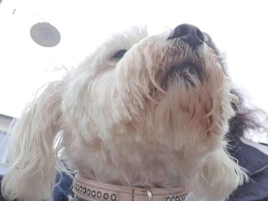 Challenge 41 - Mein Hund im Urlaub-Beitrag-Bild