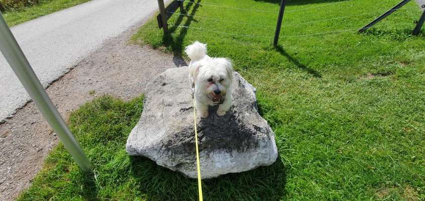 Welpenfotos-Beitrag-Bild