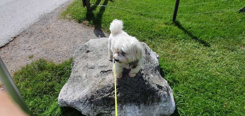 Welpenfotos-Beitrag-Bild