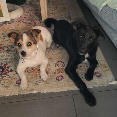 Hundetreffen-Gassirunde-Bild