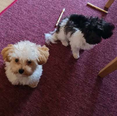 Zeigt her eure Pudel und Pudelmischlinge (:-Beitrag-Bild