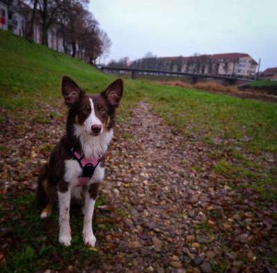 Hundetreffen-Junghundtreffen zum Spielen-Bild