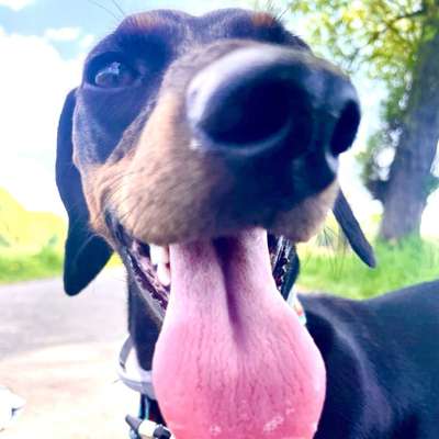 Hundetreffen-Gassirunde-Bild