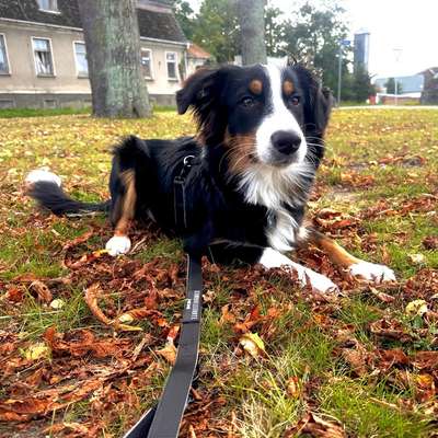 Hundetreffen-Hundetreffen im Bereich Wusterhausen/Dosse-Bild