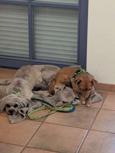 TierschutzhundeStammtisch🐕-Beitrag-Bild