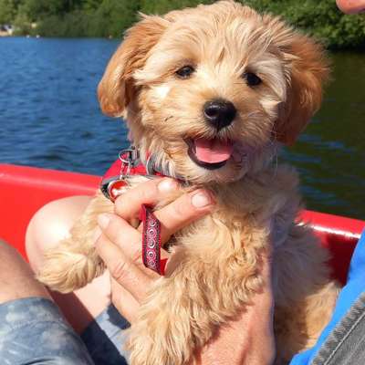 Hundetreffen-Gemeinsame Gassirunde-Bild