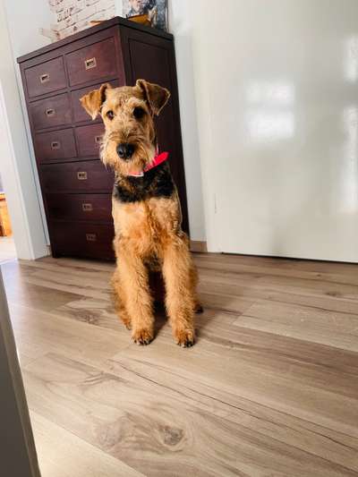 Airedale Terrier-Beitrag-Bild