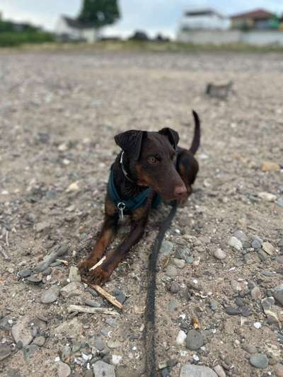 Suche Jagdterrier halter-Beitrag-Bild