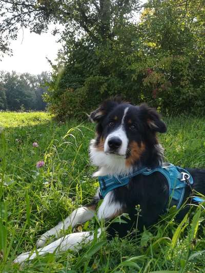 Hundetreffen-Play date with Aussie puppy-Bild