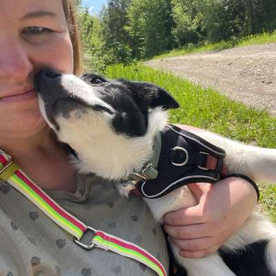 Hundetreffen-Gassi Runden , üben für Begleithundeprüfung-Profilbild