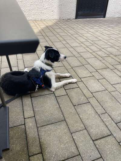 Wie kamst du zu deinem Hund?-Beitrag-Bild