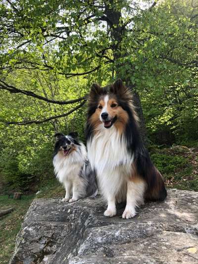 Shelties-Beitrag-Bild