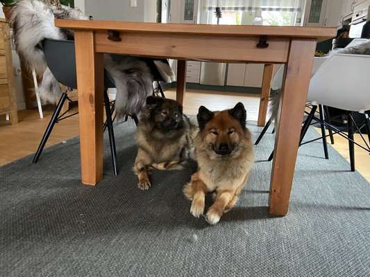 Eurasier-Beitrag-Bild