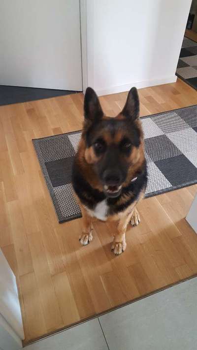 Dogorama Photo Challenge - Einmal lächeln bitte-Beitrag-Bild