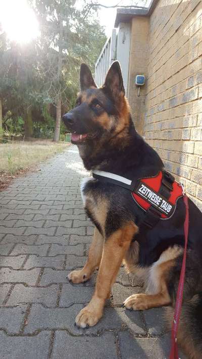 Schäferhund-Beitrag-Bild