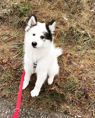 Mischlingshunde Foto Aufruf-Beitrag-Bild